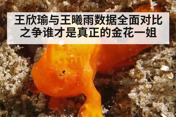 王欣瑜与王曦雨数据全面对比之争谁才是真正的金花一姐